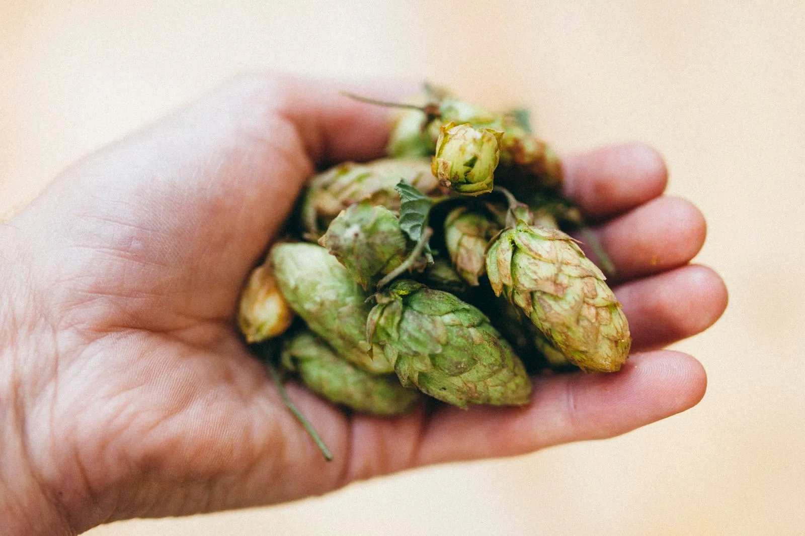 Verse hopbellen in een open hand